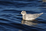 Dvrgms - Little Gull - (Hydrocoloeus minutus)