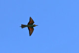 Bitare - European Bee-eater - (Merops apiaster)