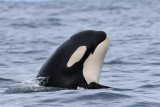 Killer Whale - (Orcinus orca)