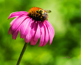 Flowers and Weeds