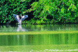 Herons and Egrets