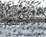 2021 Snow Geese Migration Close Up