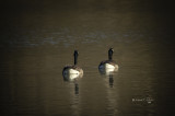 Evening Swim