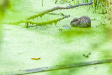 Muskrat And Duck Weed