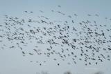 Skyfull of Snow Geese