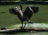 Canada Geese Sunning