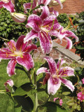 0809191447asm.jpg