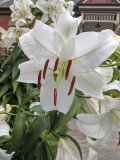 img_20190809_144714sm.jpg
