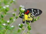 Insects