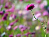 Paper Daisies