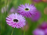 Paper Daisies