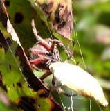 close-up-of-the-lair_962845637_o.jpg