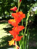 glads-summer-03_963697030_o.jpg