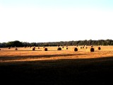 harvest-time_963696324_o.jpg
