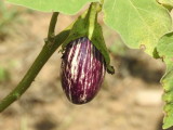 DSCN0999.JPG