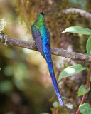 Long tailed sylph