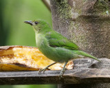 Green honeycreeper (female)