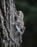 Flying squirrel