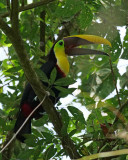 Yellow throated toucan