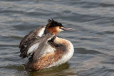 Mergulho-de-poupa --- Great-crested Greb --- (Podiceps cristatus)
