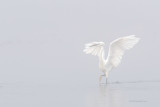 Gara-branca  ---  Little Egret  ---  (Egretta garzetta)