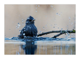 Estorninho-preto  ---  Spotless Starling  ---  (Sturnus unicolor)