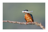 Guarda-rios  ---  Kingfisher  ---  (Alcedo atthis)