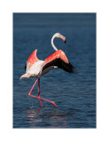 Flamingo  ---  Greater Flamingo  ---  (Phoenicopterus roseus)