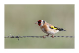 Pintassilgo  ---  Goldfinch  ---  (Carduelis carduelis)