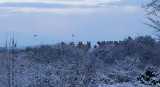 Magpie and castle