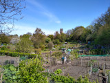 Durham allotments and Cathedral