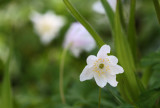 Wood Anemone