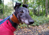 Dotty