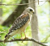 Birds of North America -2-