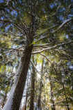 Underneath a hemlock tree