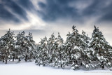 Snow covered Pine trees