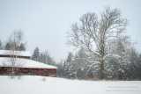 Oak tree and barn