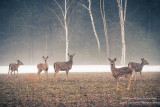 Deer on a foggy spring day