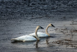 A pair of swans 
