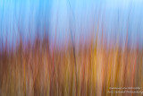 Abstract of Dogwoods and Willows