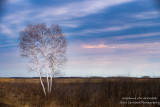 Birch Tree and sky