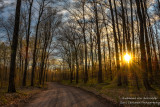 Sunrays in spring forest, road