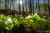 Trilliums in spring forest