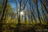 Sunrays in spring forest