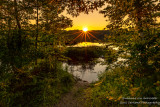 Sunset framed by trees