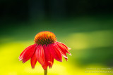 Orange Coneflower (Echinacea)