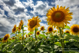 A field of sunflowers 2
