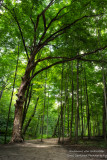 Path to Parfrey's Glen