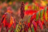 Colorful Sumac 2
