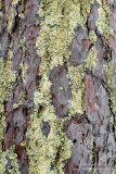 Pine bark and lichens